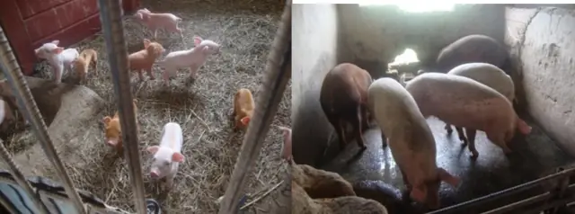Piglets resting in a pen