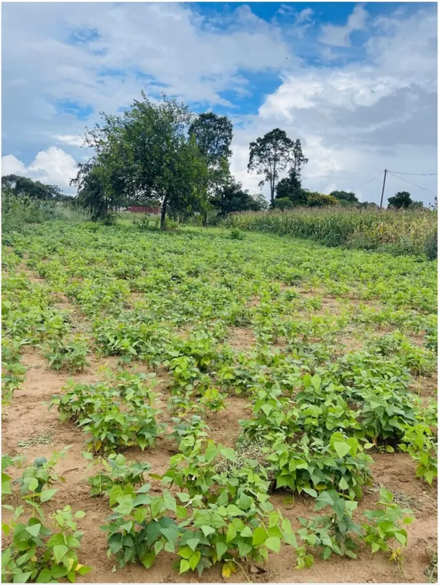Crops from the school agriculture project