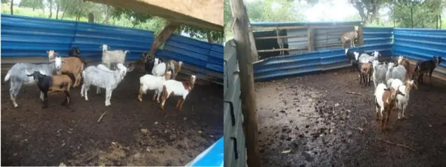 Goats from the St Oswald's business section